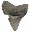 Serrated, Fossil Megalodon Tooth - South Carolina #51095-1